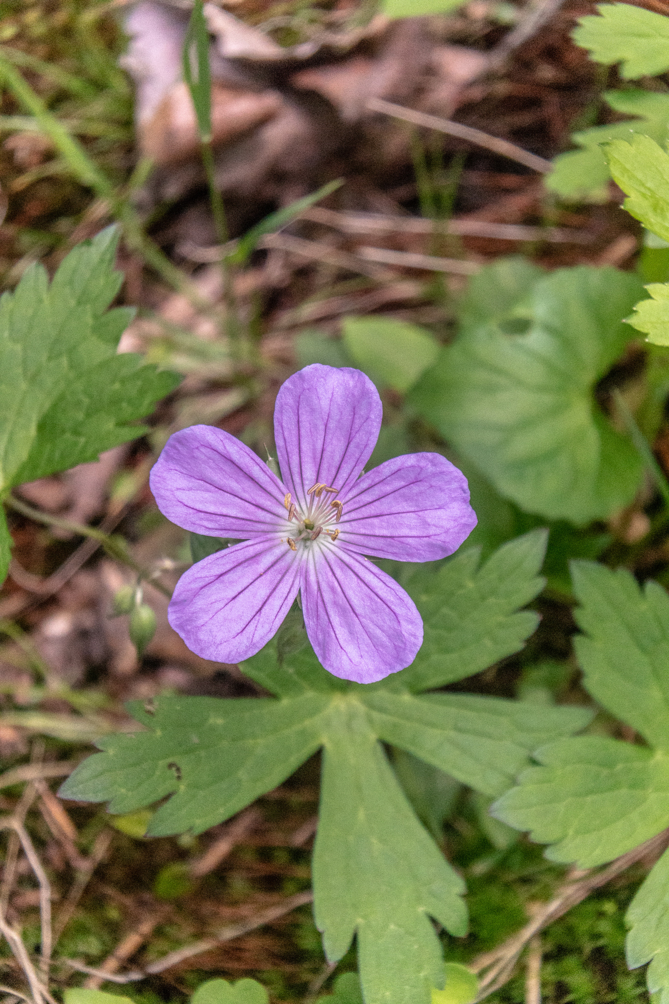 Nikon 1 J5 sample photo. Purple flower photography