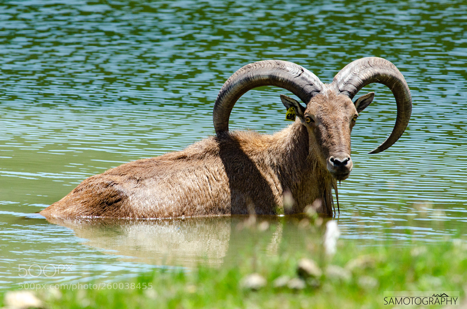 Nikon D7000 sample photo. The majestic aoudad photography