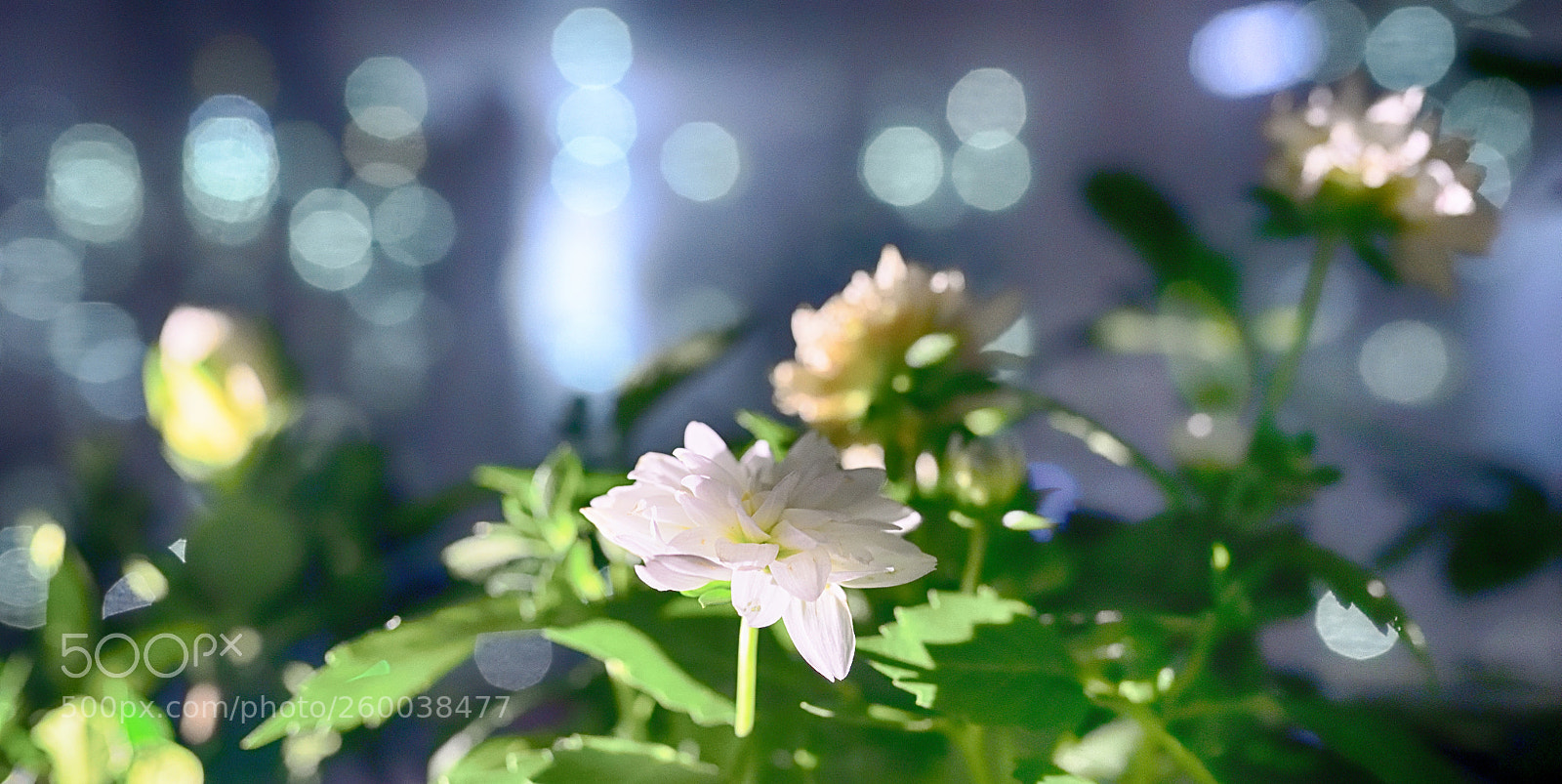Nikon D850 sample photo. 850_2354_00001.jpg photography