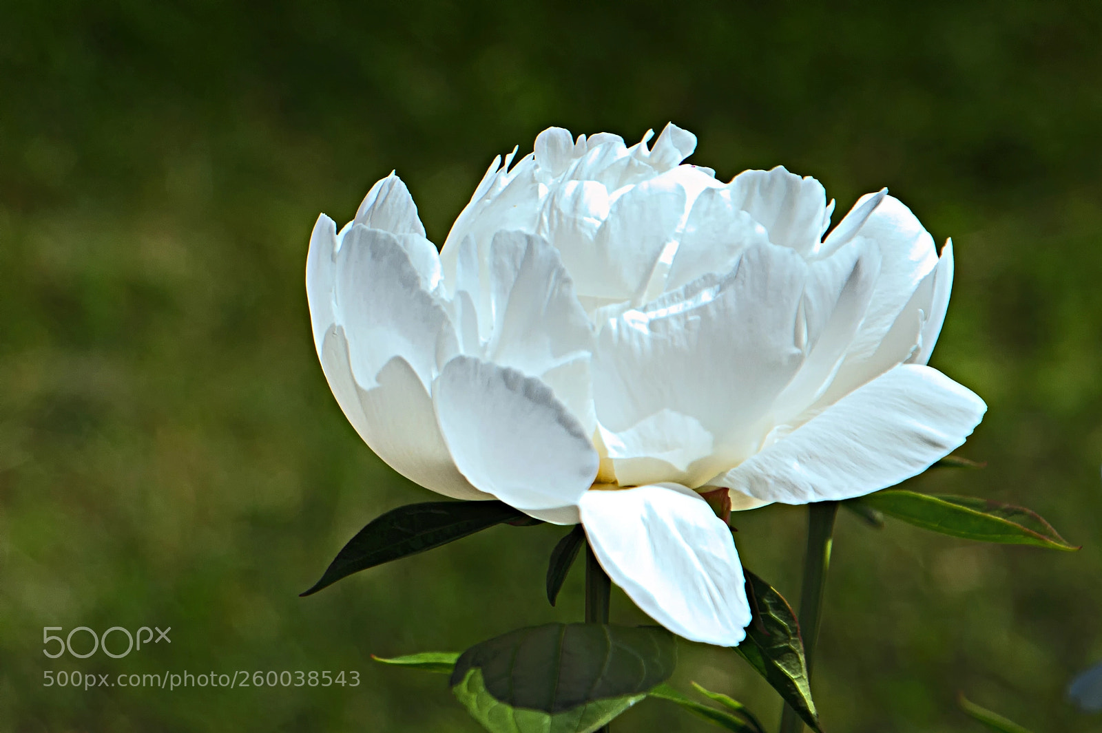 Canon EOS 700D (EOS Rebel T5i / EOS Kiss X7i) sample photo. Floating light photography