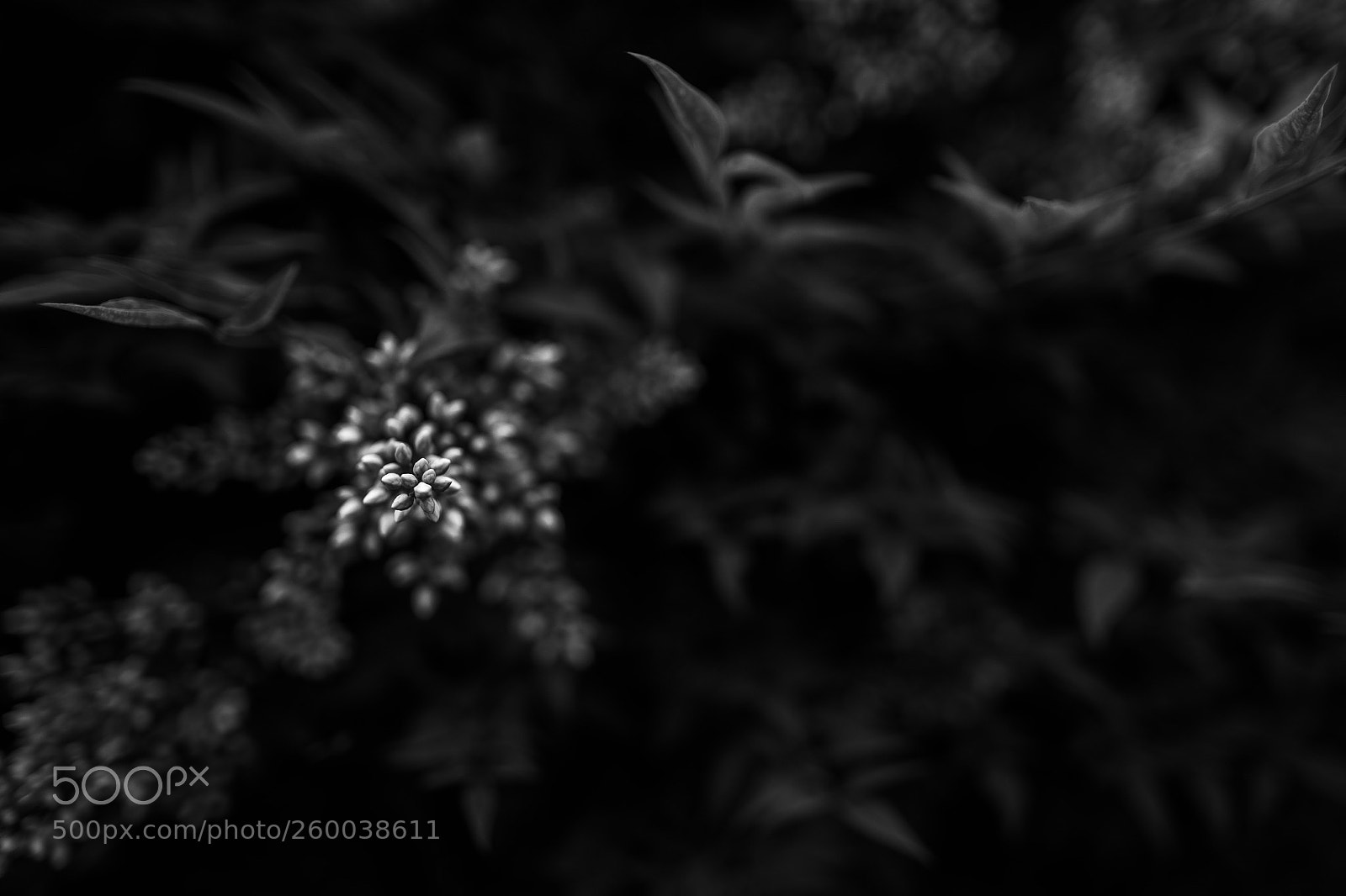 Canon EOS 5D Mark IV sample photo. Nandina domestica photography