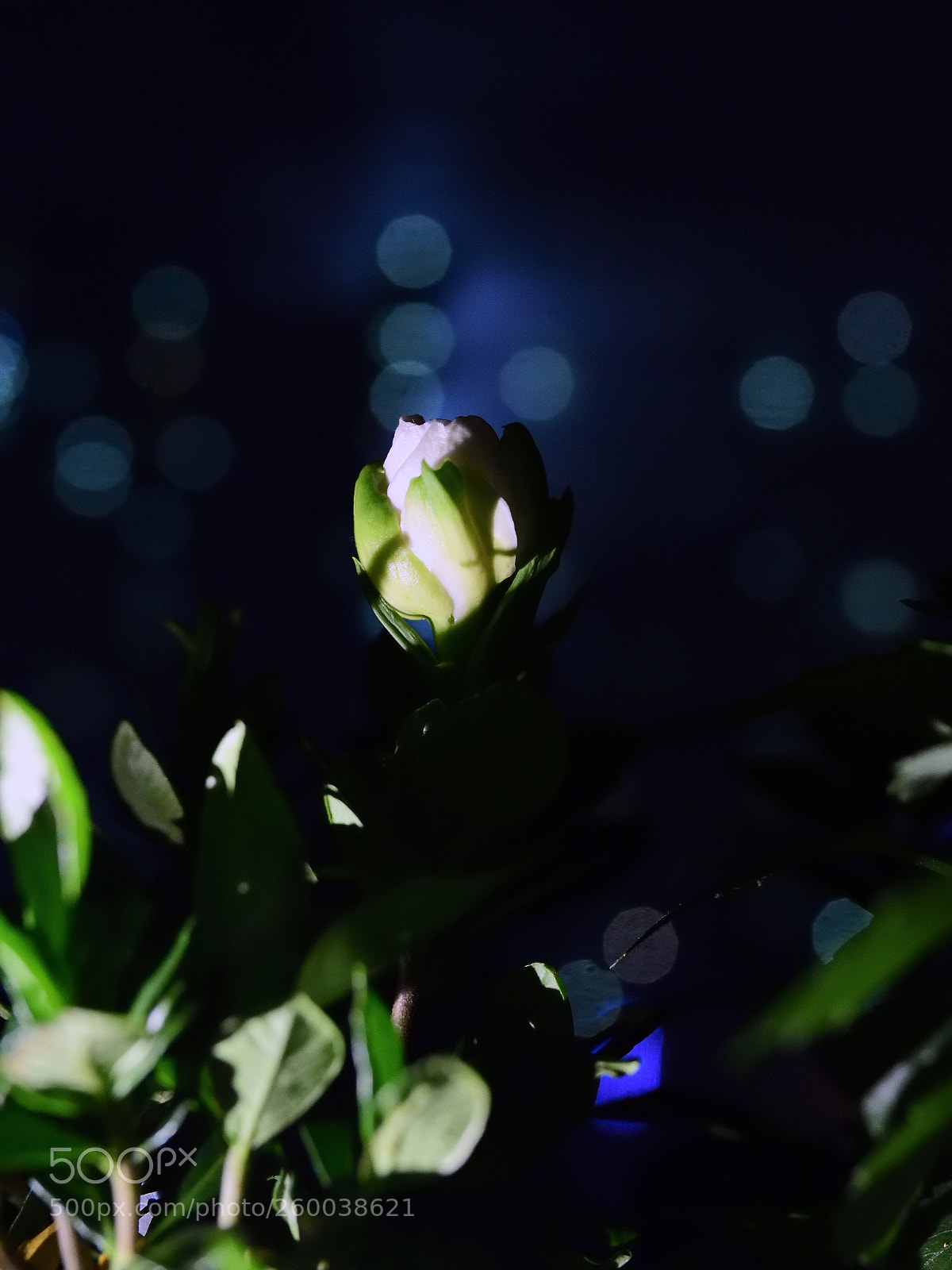 Nikon D850 sample photo. 850_2378_00001.jpg photography