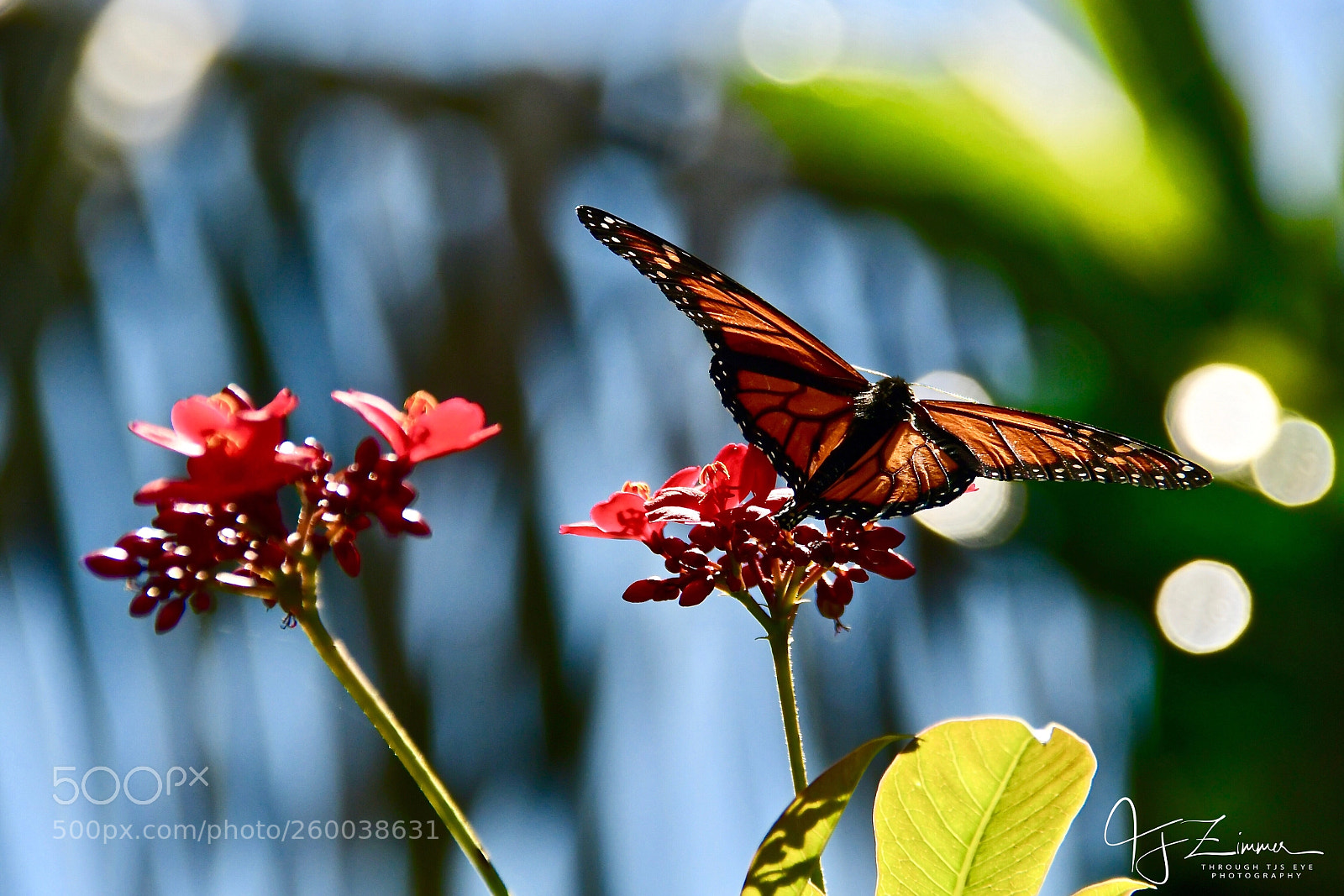 Nikon D500 sample photo. Just sitting around... photography