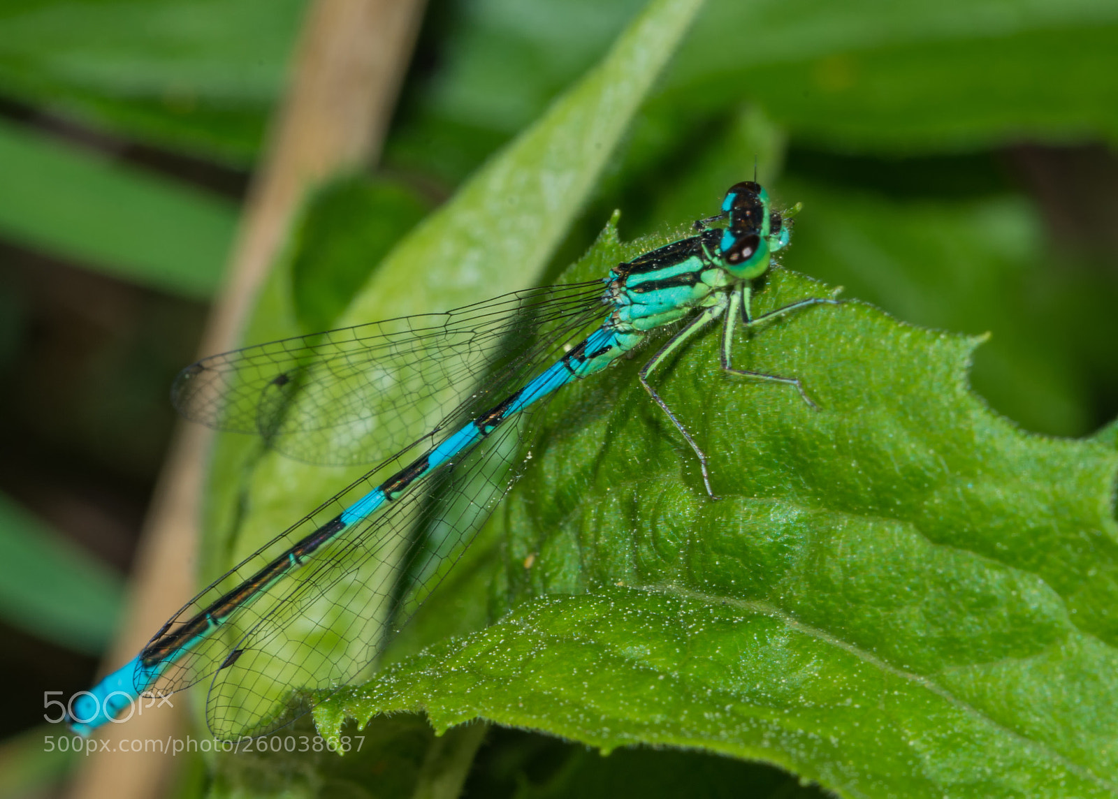 Nikon D7200 sample photo. Taiga bluet photography