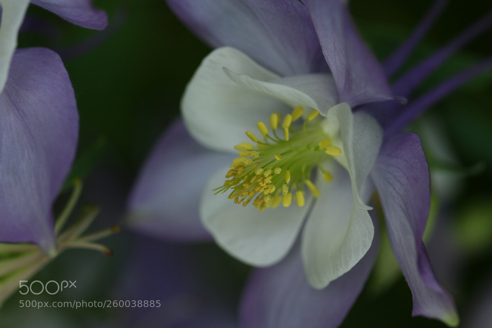 Canon EOS 7D sample photo. Columbine photography
