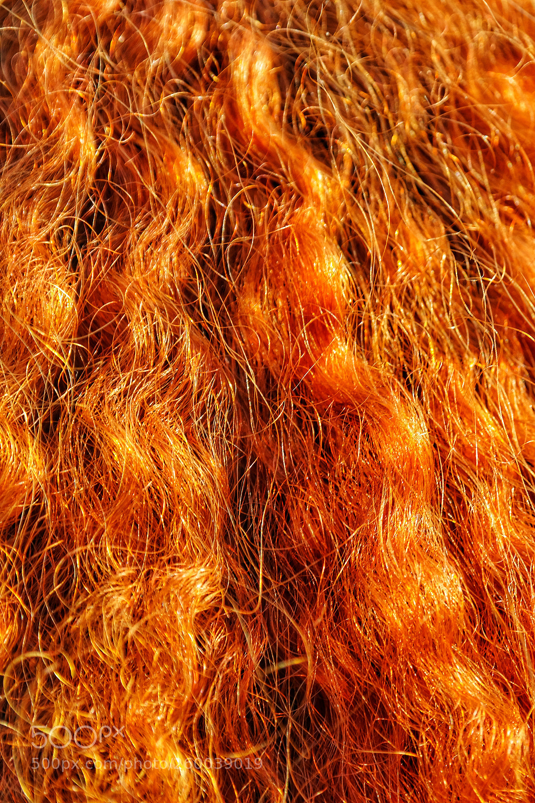 Samsung NX300 sample photo. Ginger photography