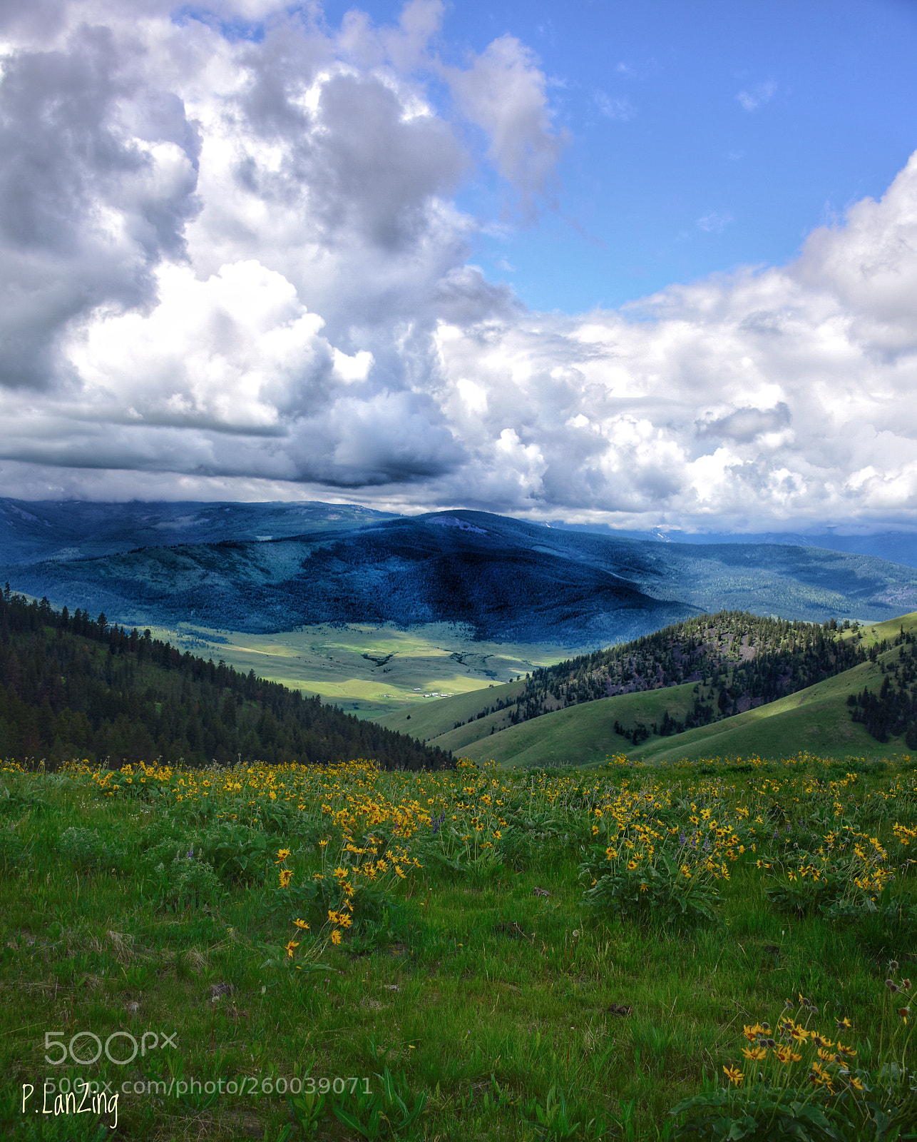 Nikon D810 sample photo. The national bison range photography