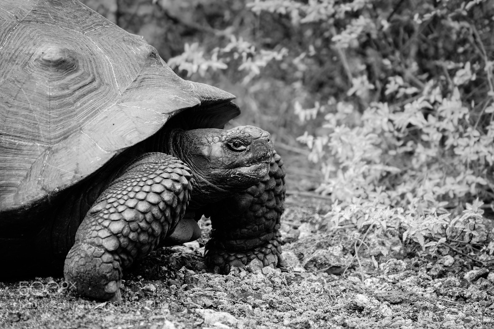 Fujifilm X-T1 sample photo. Galápagos photography