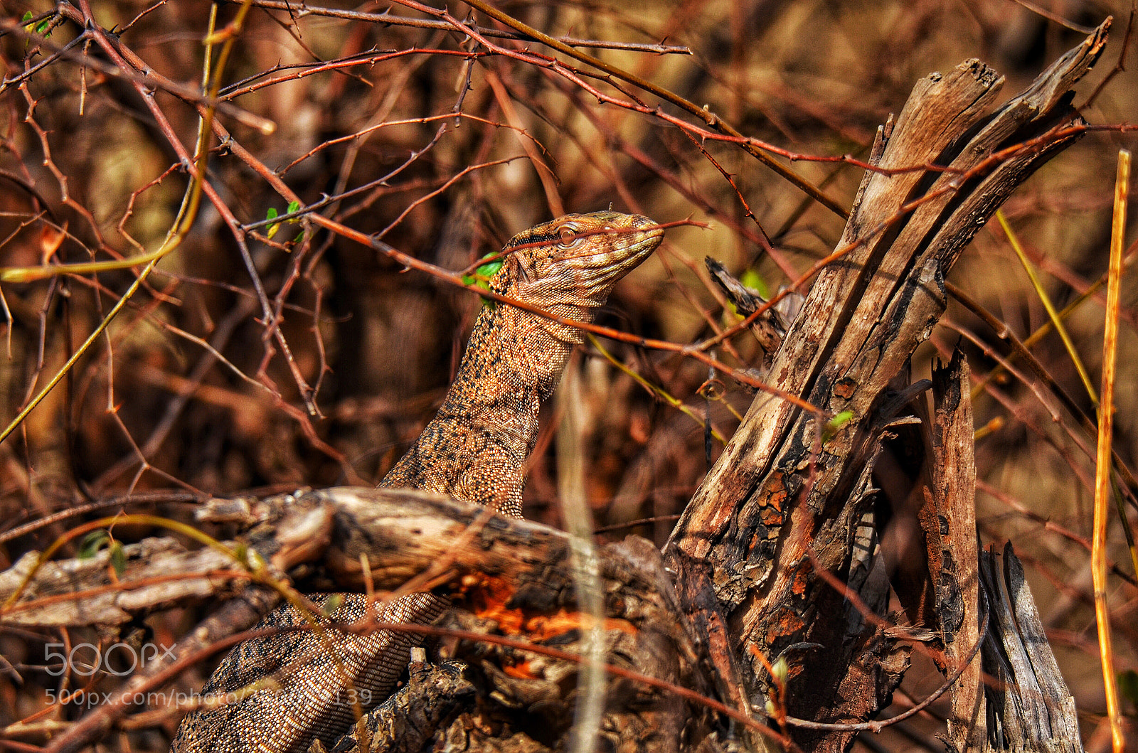 Nikon D5100 sample photo. Whoes there?

monitor lizard photography