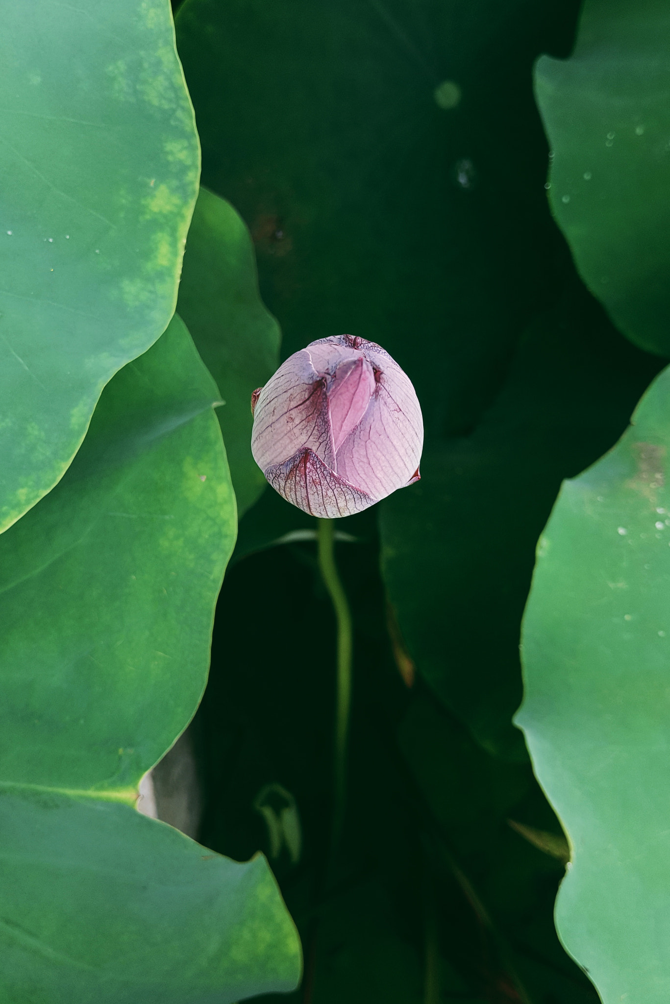 Meizu PRO 5 sample photo. 小荷风采 photography