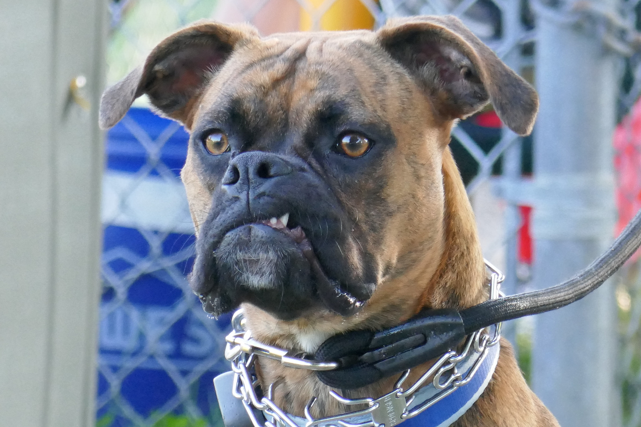 Panasonic Lumix DMC-ZS100 (Lumix DMC-TZ100) sample photo. Nice doggy photography