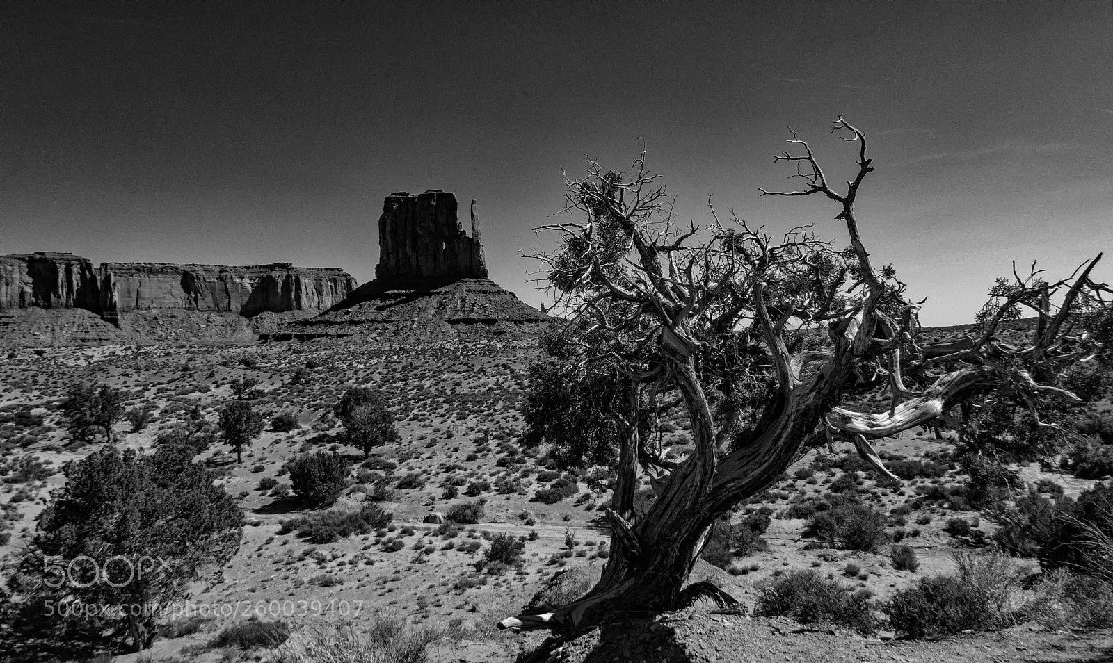 Canon PowerShot SX50 HS sample photo. The dead tree photography