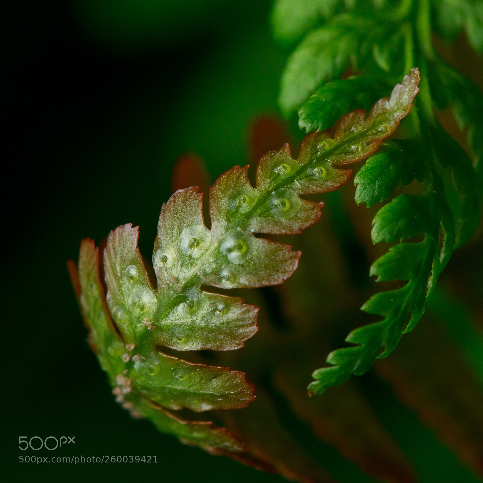 Canon EOS 5D Mark IV sample photo. Fern season 
 photography