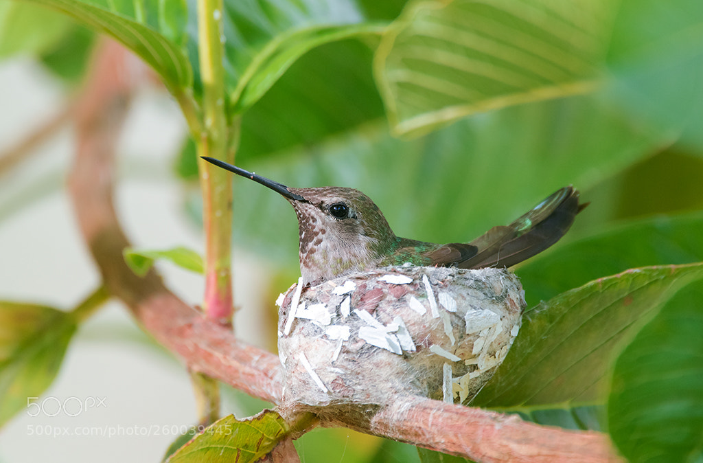 Canon EOS 7D Mark II sample photo. Hummingbird photography
