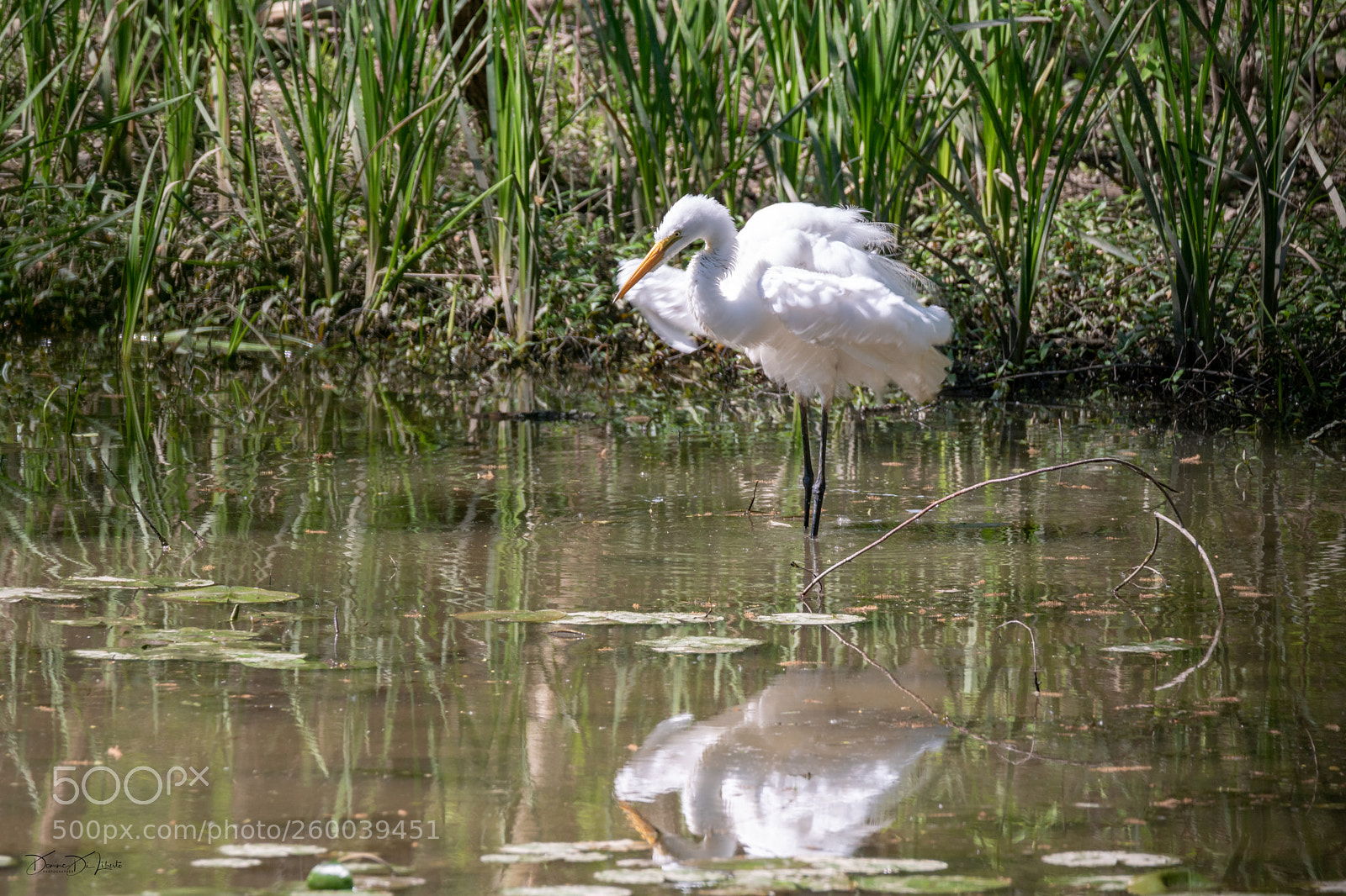 Sony ILCA-77M2 sample photo. Egret photography