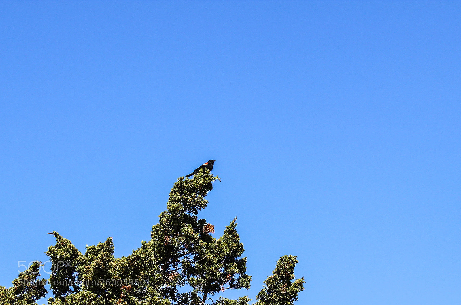 Canon EOS 1300D (EOS Rebel T6 / EOS Kiss X80) sample photo. Red winged black bird photography