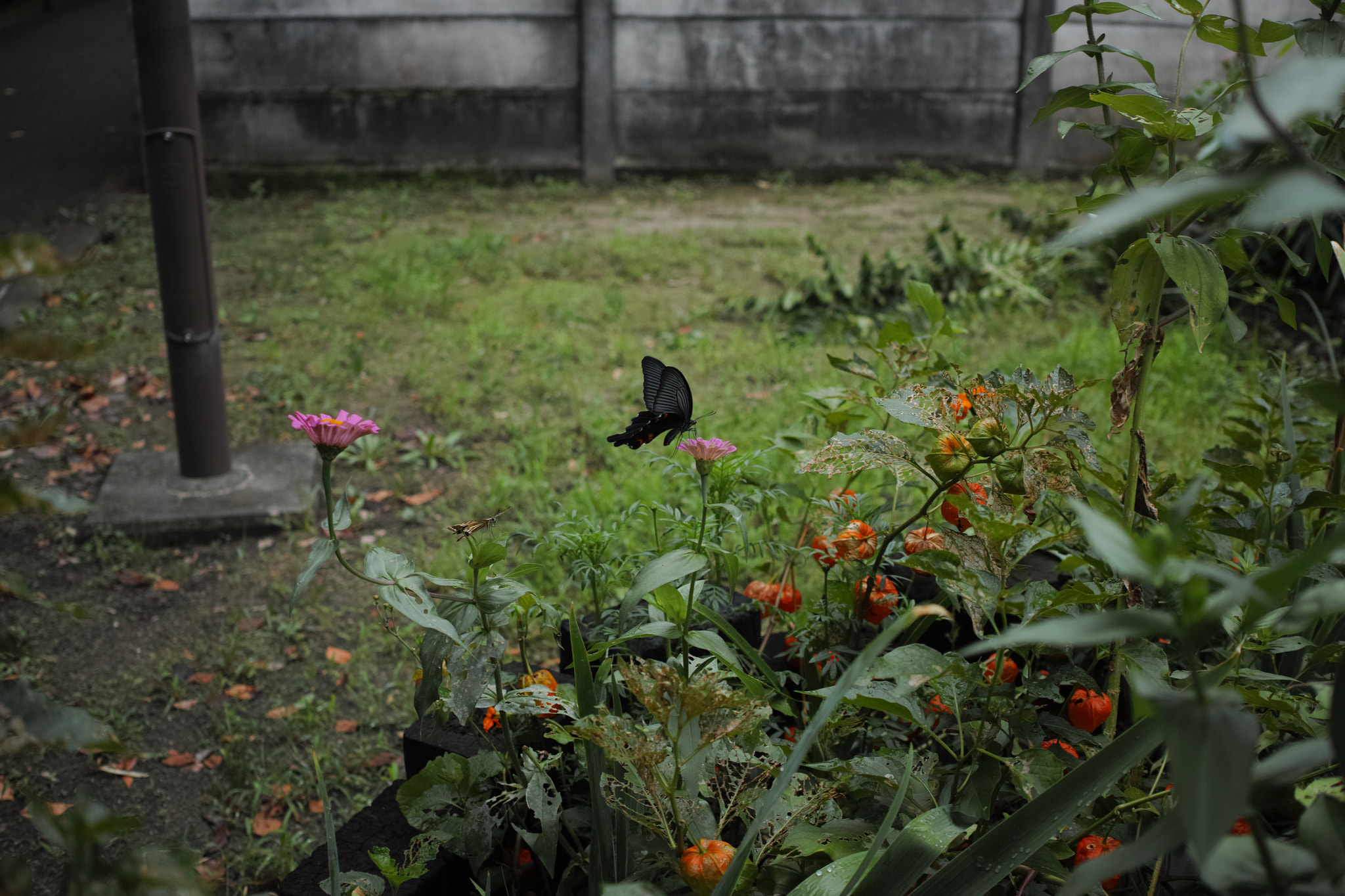 Sigma dp2 Quattro sample photo