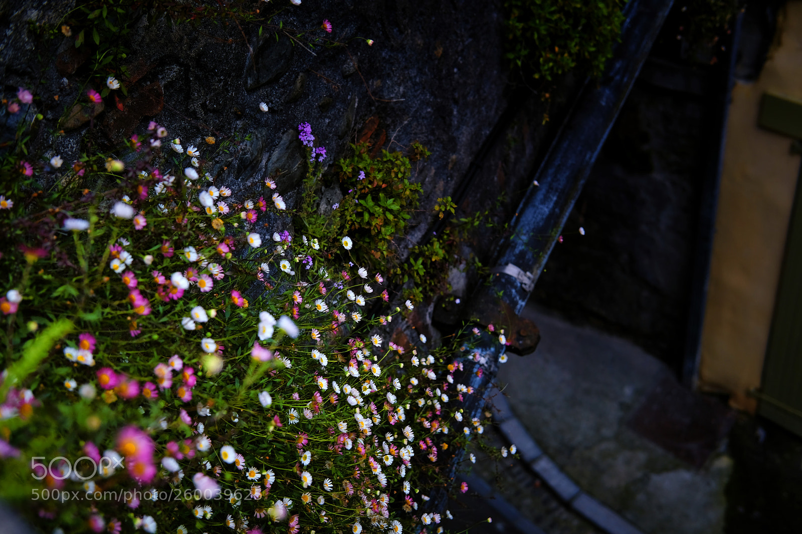 Fujifilm X-E3 sample photo. Flowers on walls photography