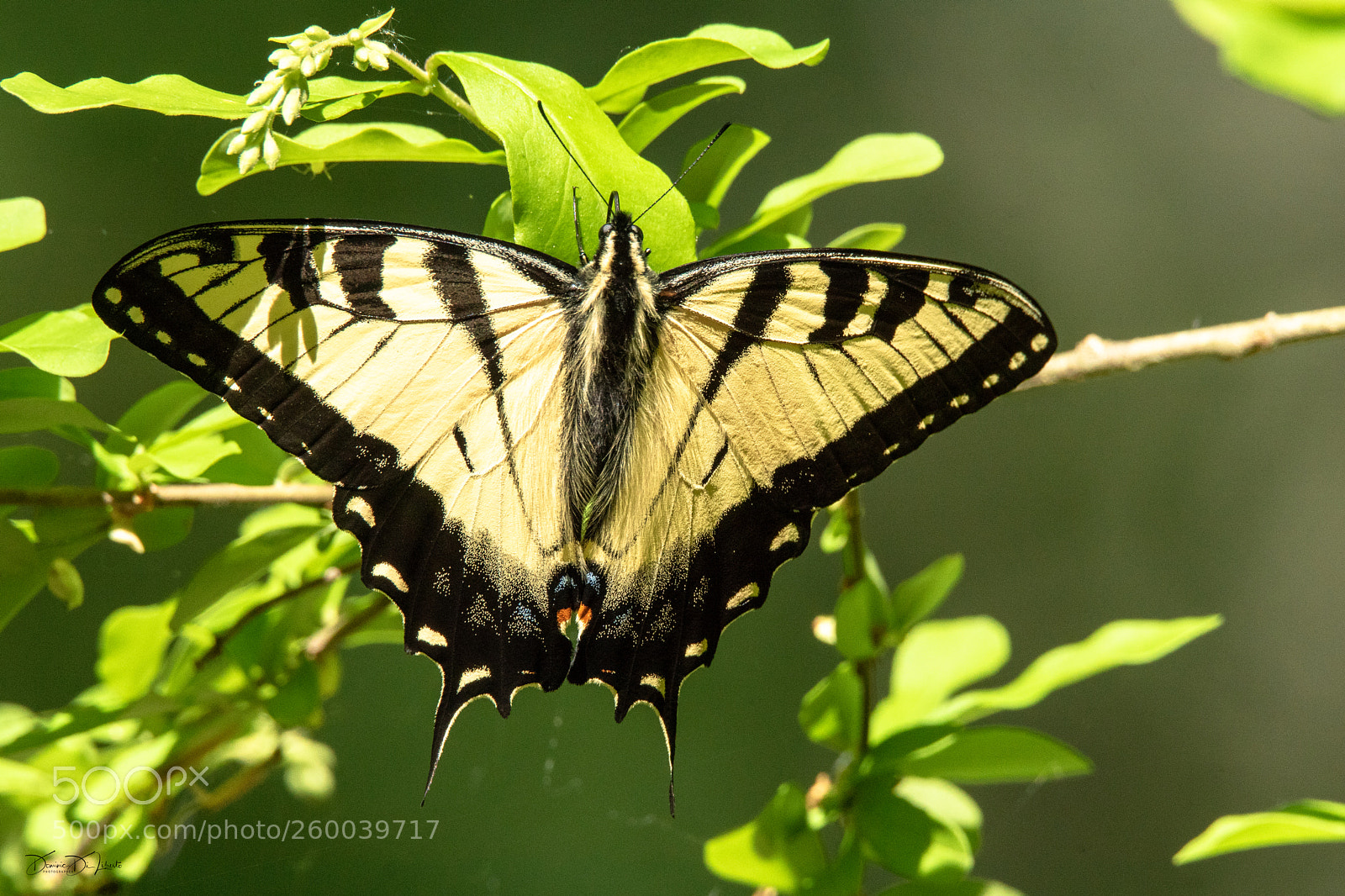 Sony ILCA-77M2 sample photo. Monarch butterfly photography