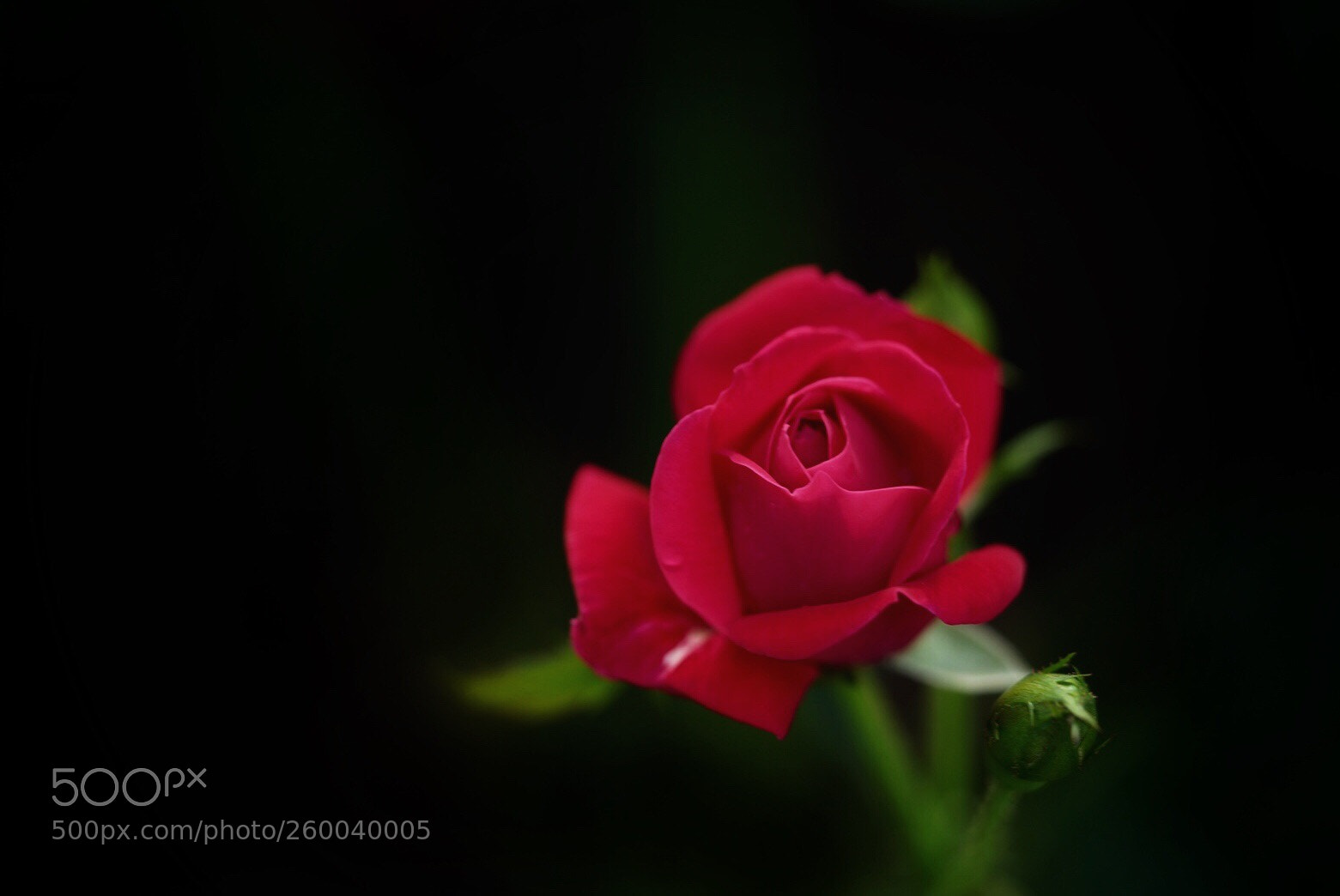 Sony a7R III sample photo. Rose are red ...... photography