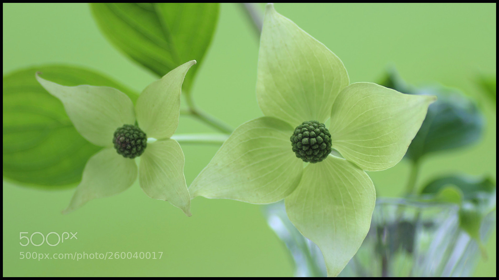 Canon EOS 600D (Rebel EOS T3i / EOS Kiss X5) sample photo. Dogwood in vase photography