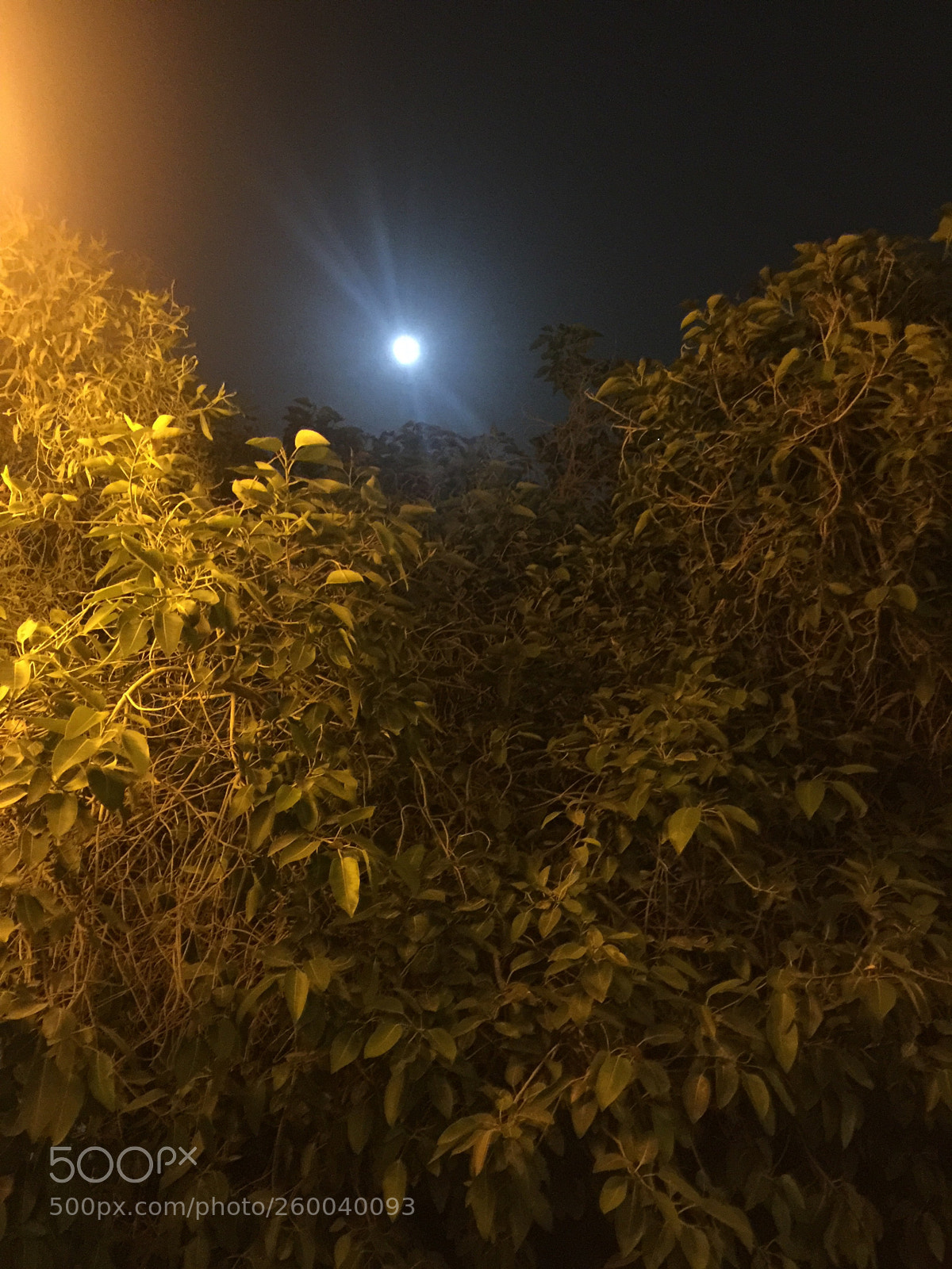 Apple iPhone 6 Plus sample photo. Untitled photography