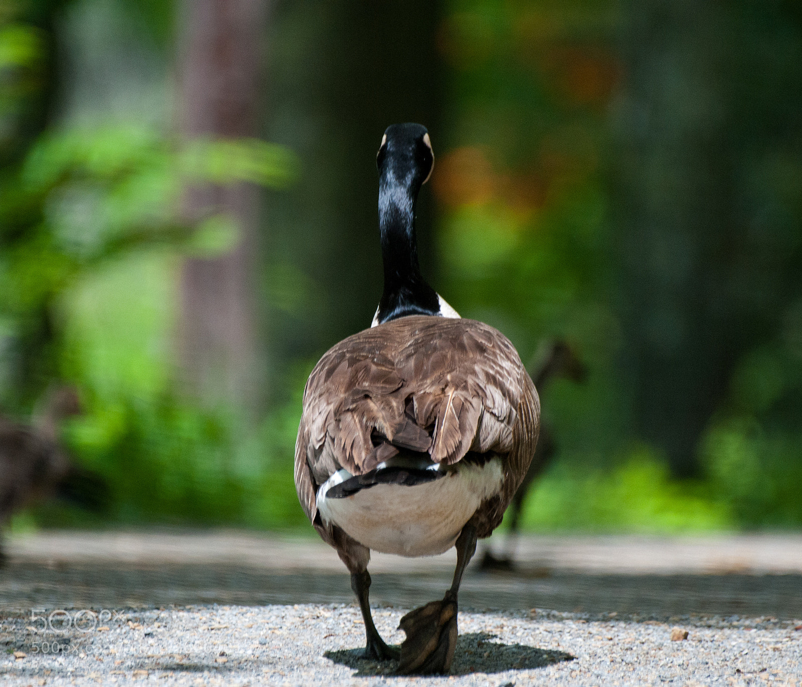 Nikon D300 sample photo. Walking away photography