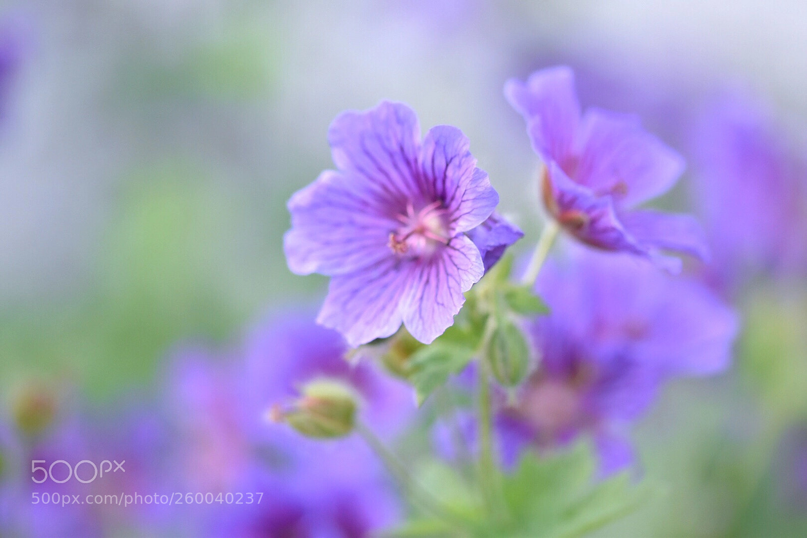 Nikon D5600 sample photo. Softly.... photography