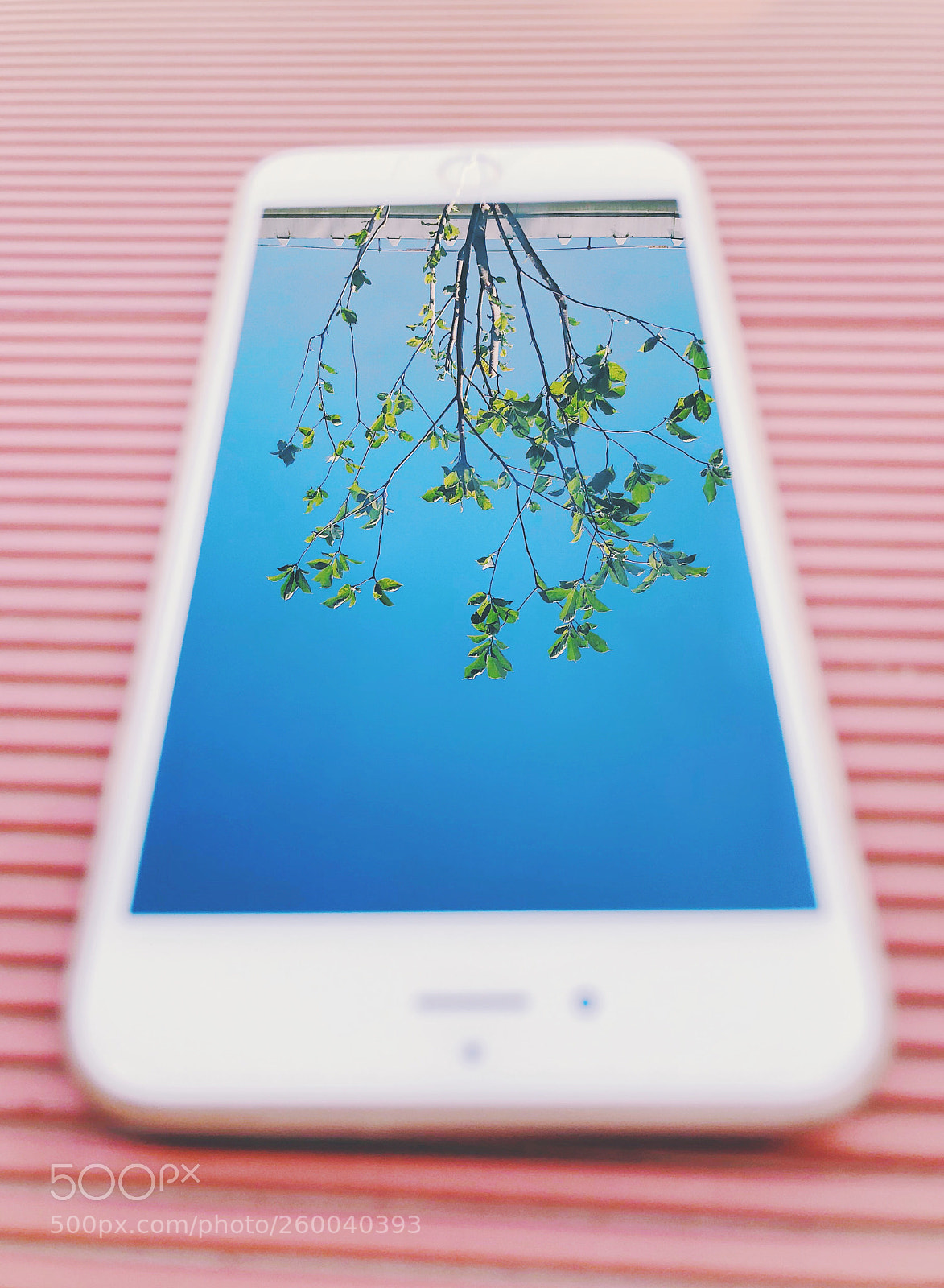 Apple iPhone 8 Plus sample photo. Summer without conditions photography