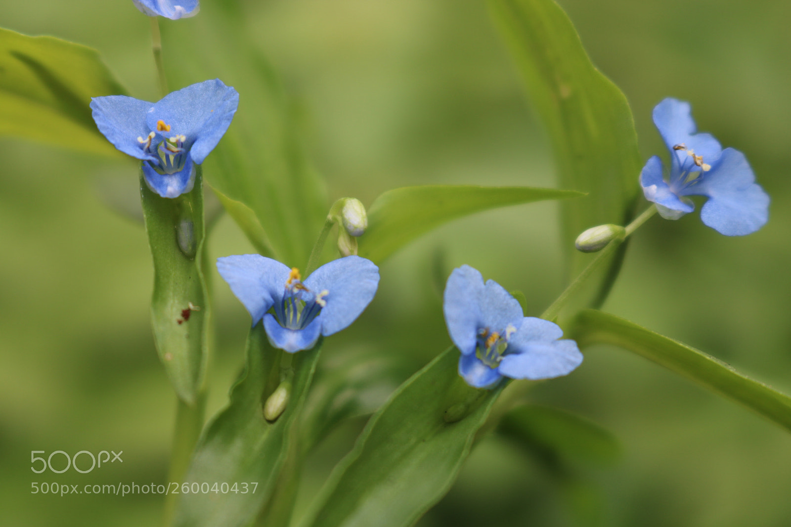 Canon EOS 750D (EOS Rebel T6i / EOS Kiss X8i) sample photo. Untitled photography
