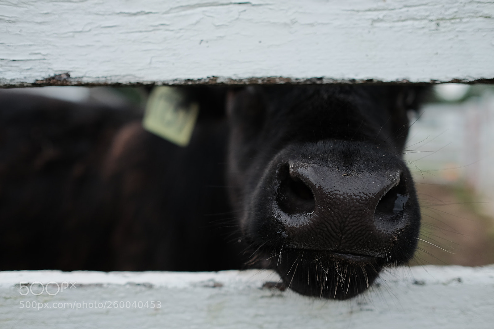 Fujifilm X-T1 sample photo. Cow photography