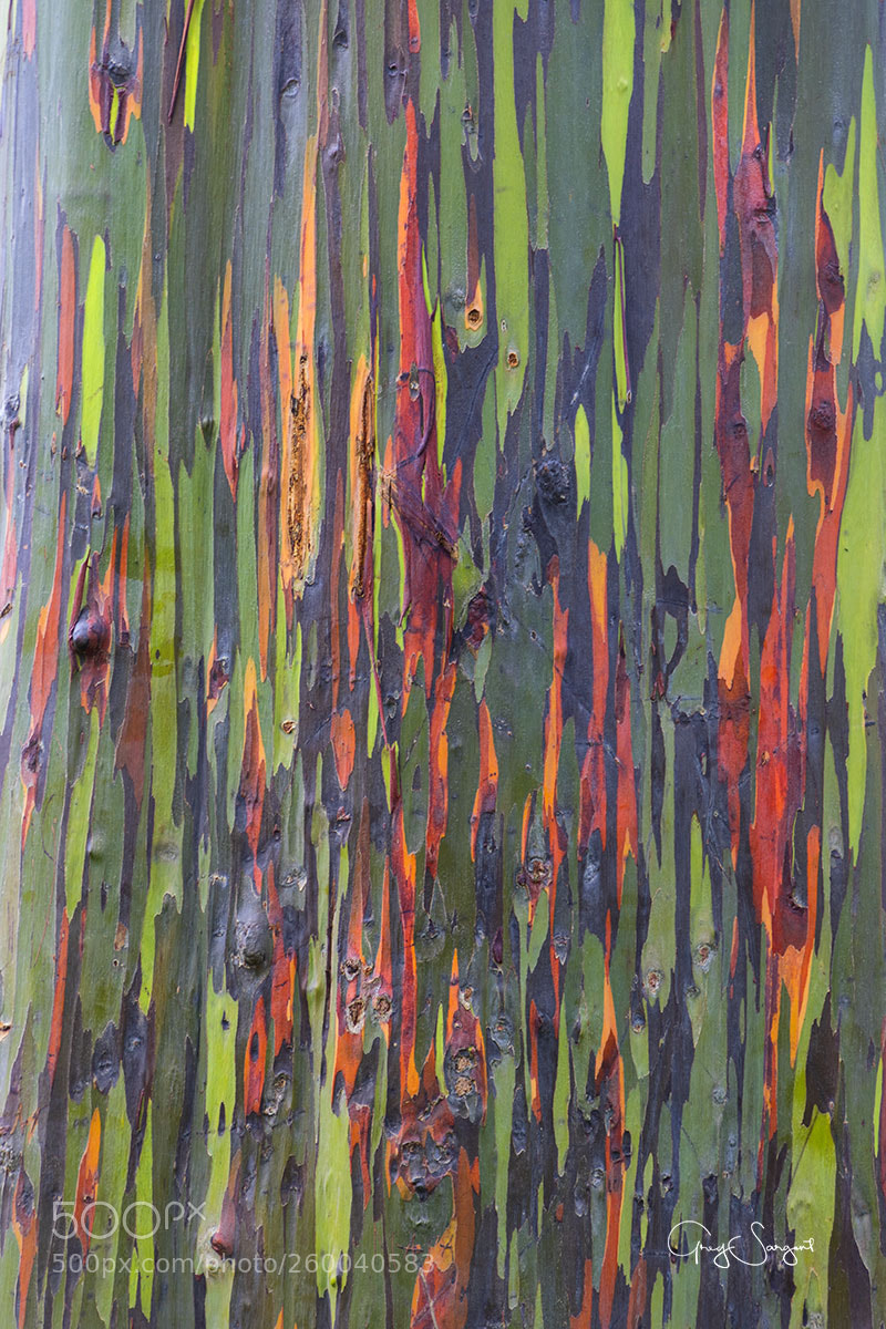 Canon EOS 5D Mark IV sample photo. Rainbow eucalyptu tree bark photography