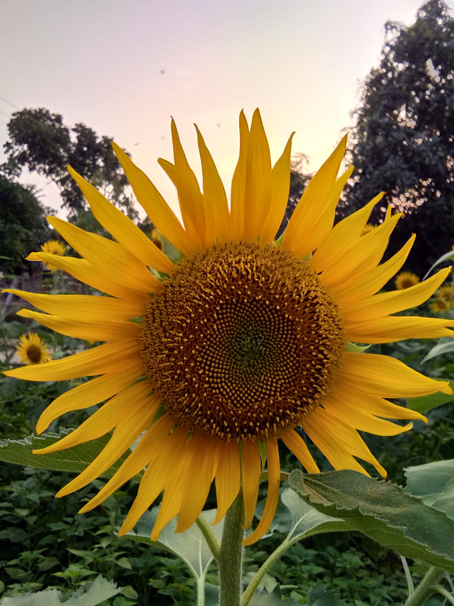 vivo Y53 sample photo. Sunflower photography