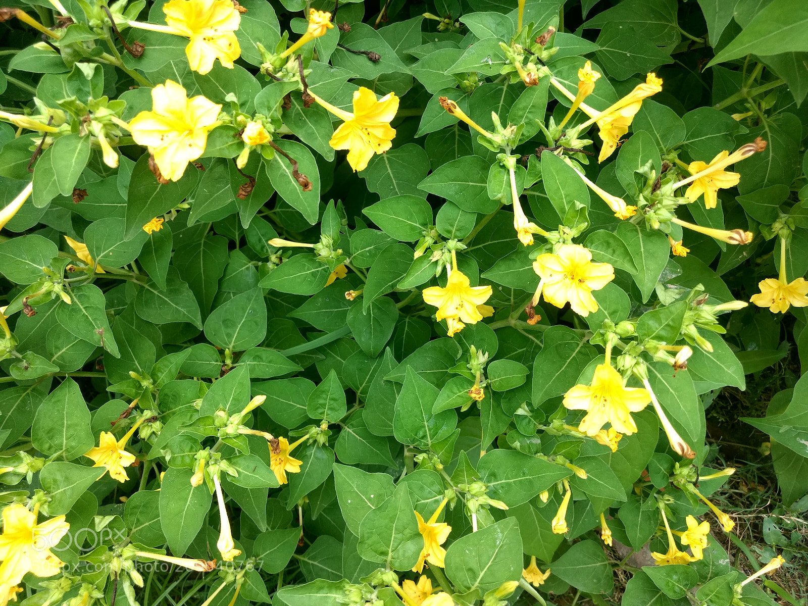 Motorola Moto G (4) sample photo. Yellow beauty of natue photography