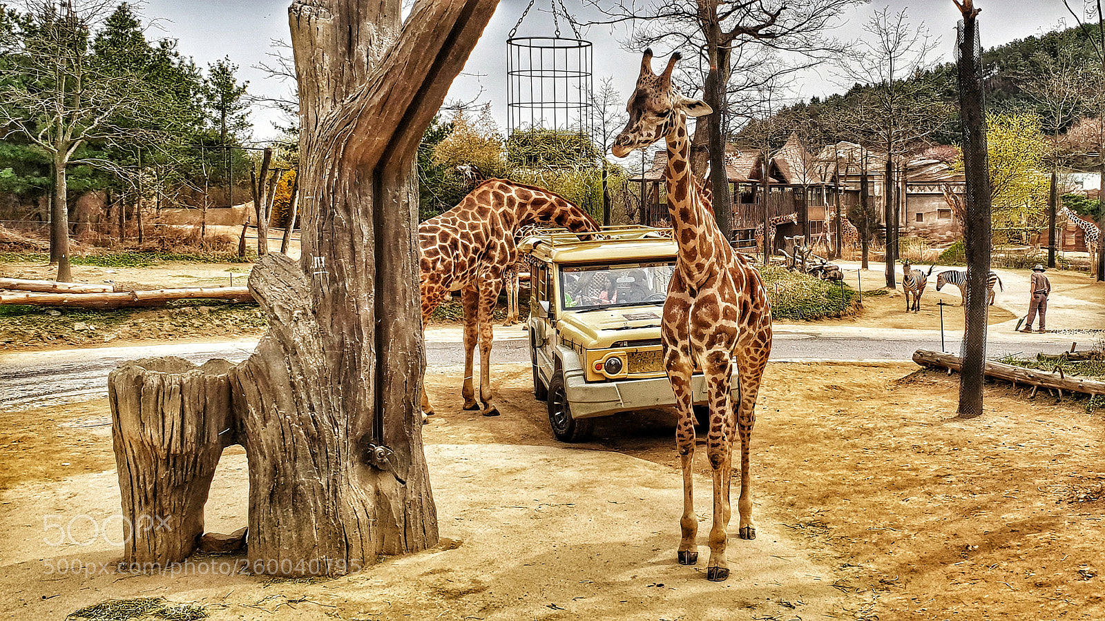 Samsung Galaxy S9+ sample photo. Giraffe photography