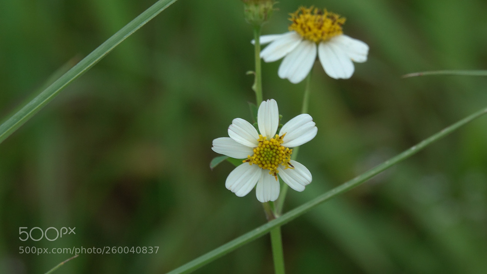 Sony Cyber-shot DSC-RX10 III sample photo. Daisies blooming photography