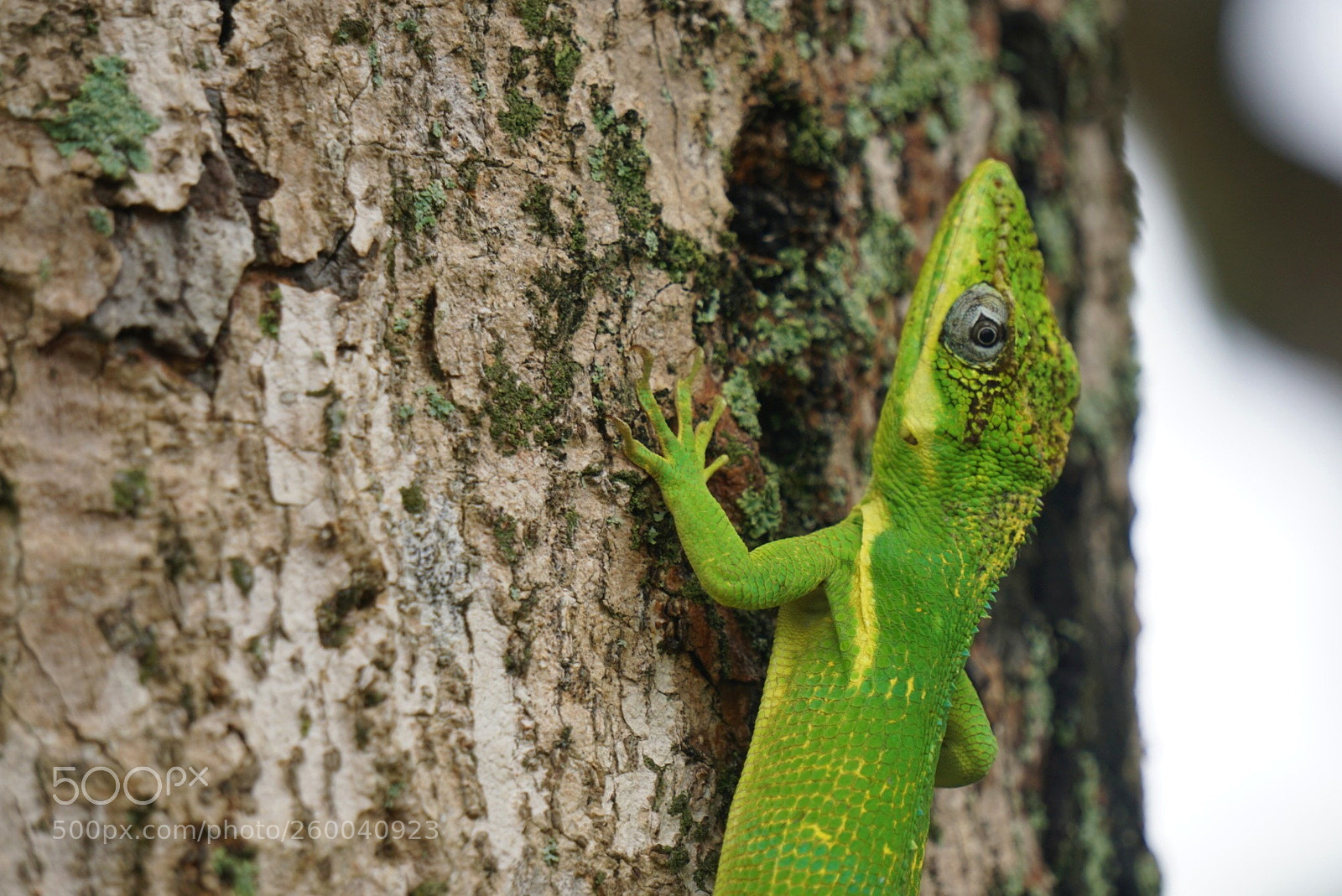 Sony a6000 sample photo. Cuban anole photography