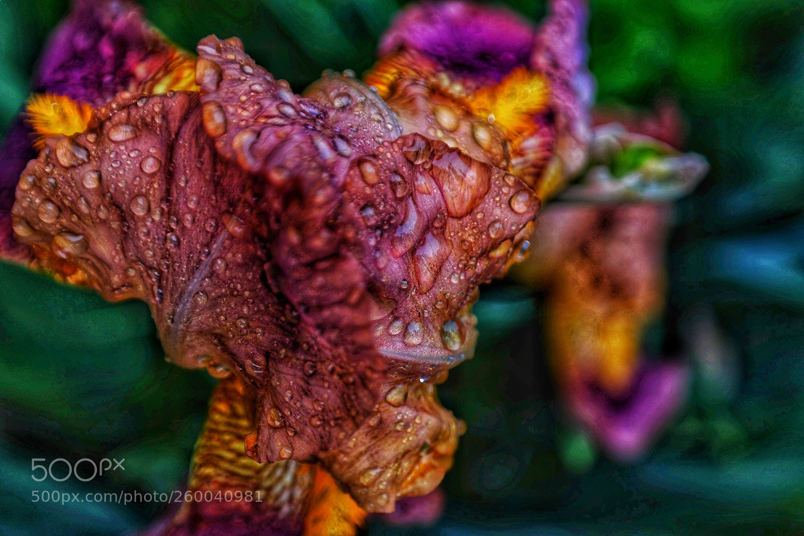Samsung NX300 sample photo. Pretty little monster photography
