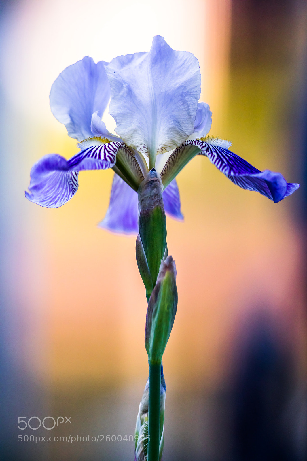 Canon EOS 5D Mark IV sample photo. Iris spring photography