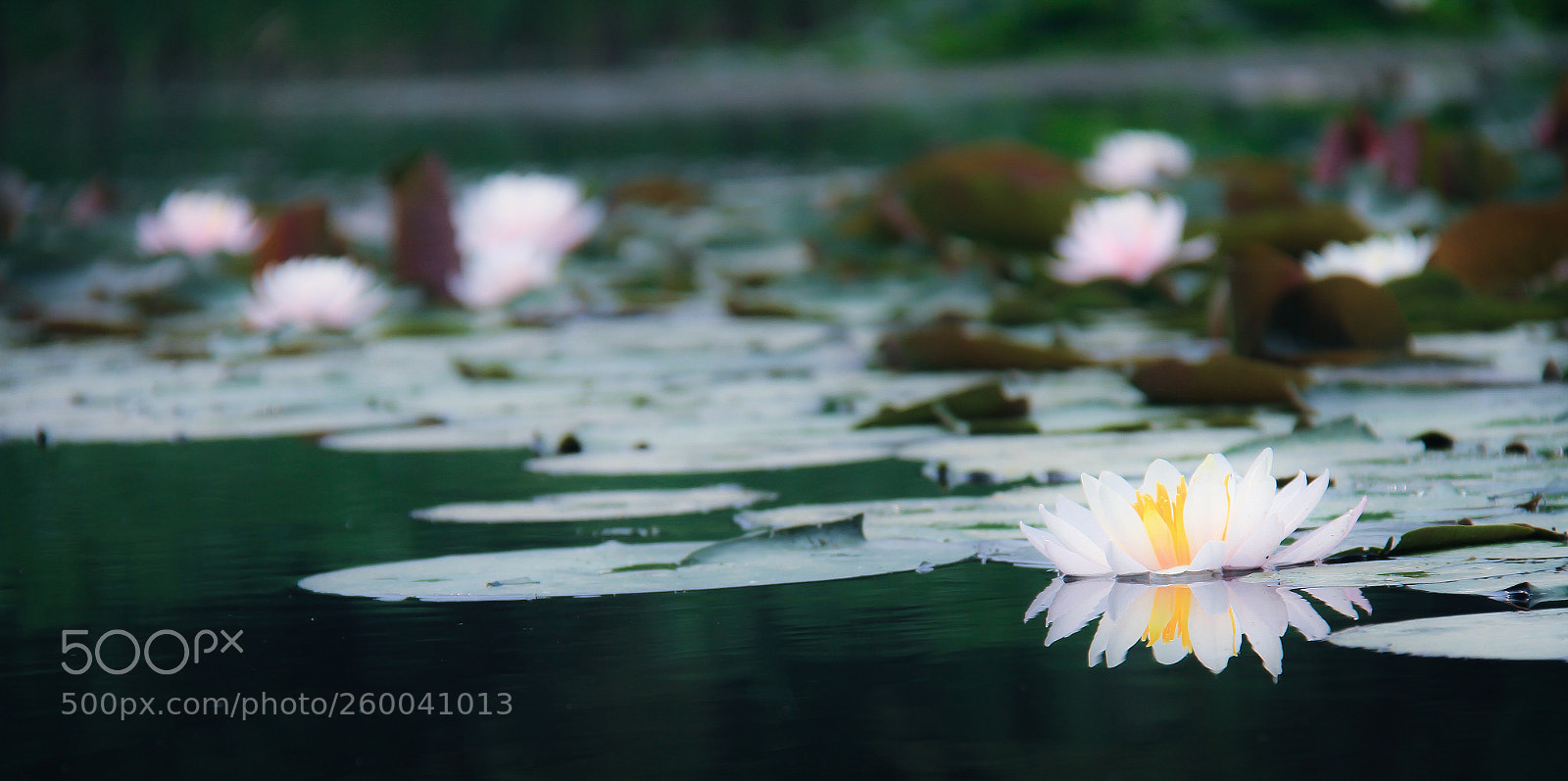 Canon EOS 7D sample photo. Lotus photography