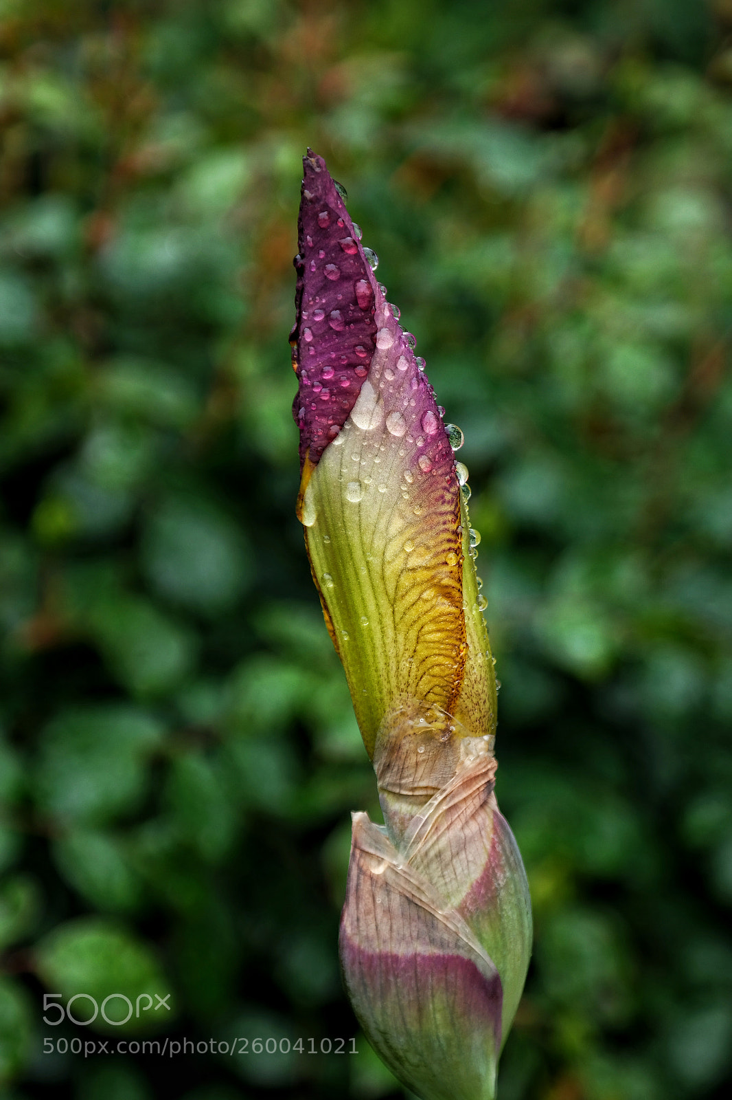 Samsung NX300 sample photo. Rain drops photography