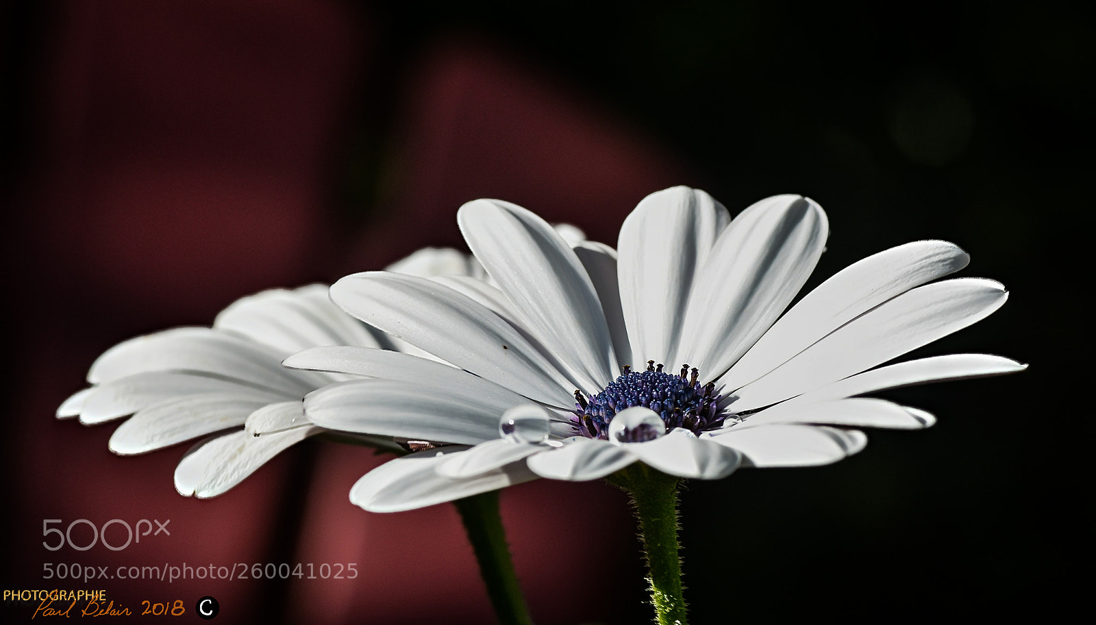Nikon D7100 sample photo. Gouttes sur osteoeprmum photography