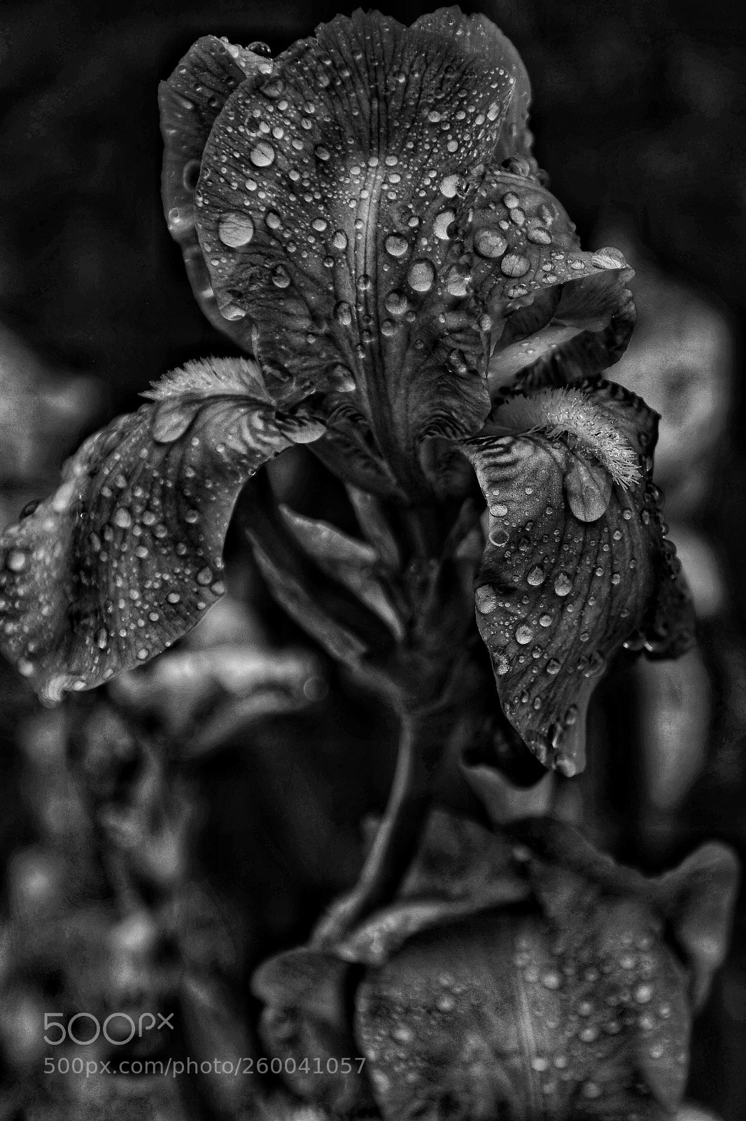 Samsung NX300 sample photo. Rain drops 2 photography