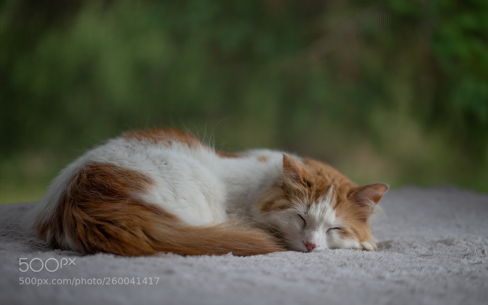 Canon EOS 6D sample photo. Home sweet home photography