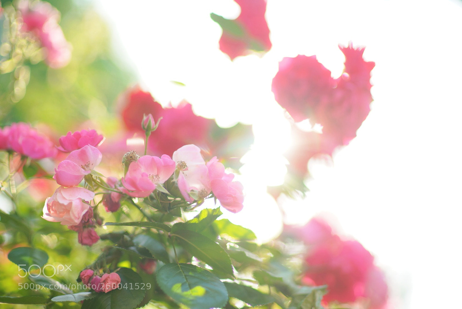 Sony a99 II sample photo. Roses at 5:00 photography