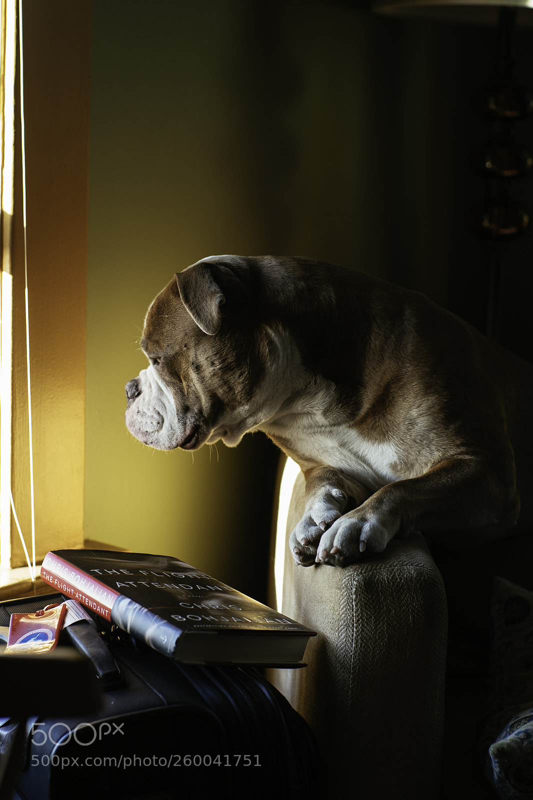 Sony a9 sample photo. The curiosity. photography