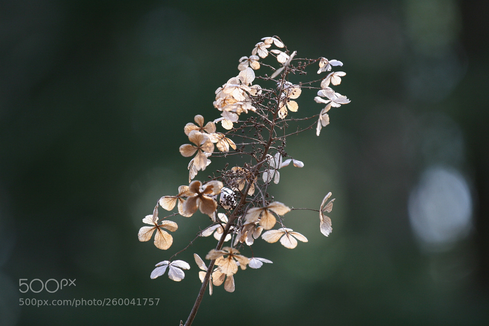 Canon EOS 30D sample photo. Img photography