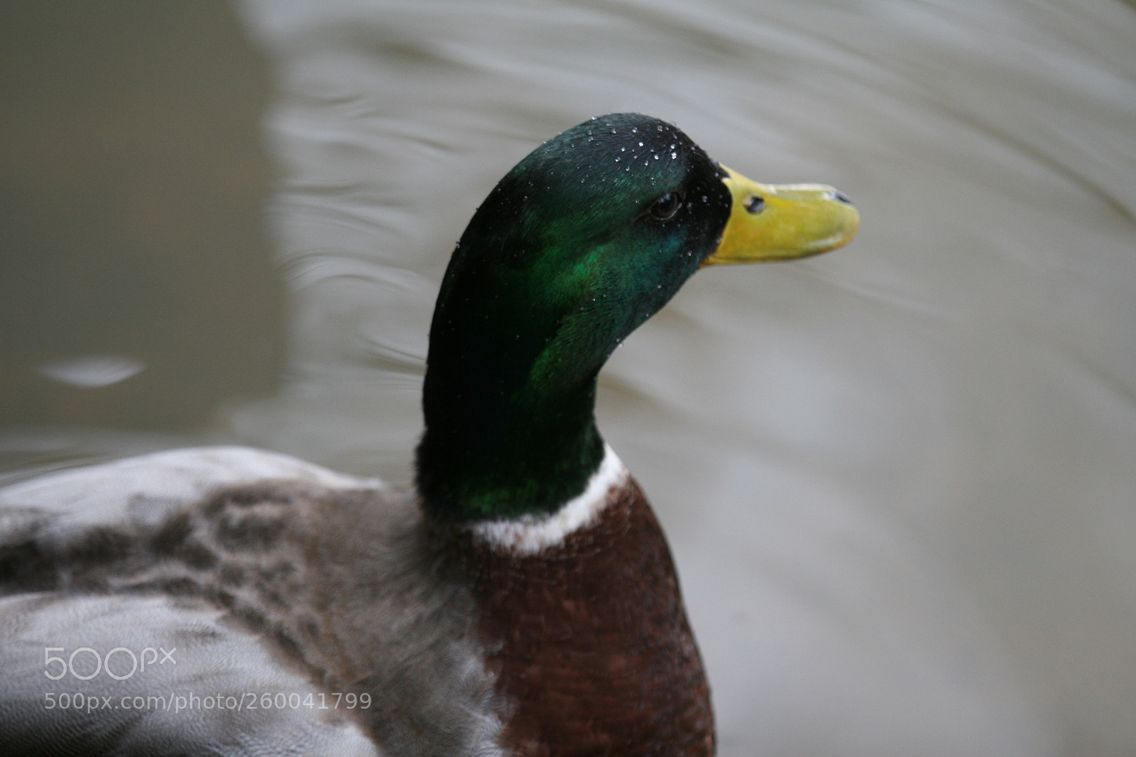 Canon EOS 30D sample photo. Img photography