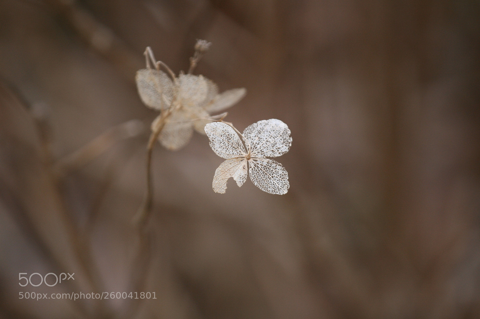 Canon EOS 30D sample photo. Img photography