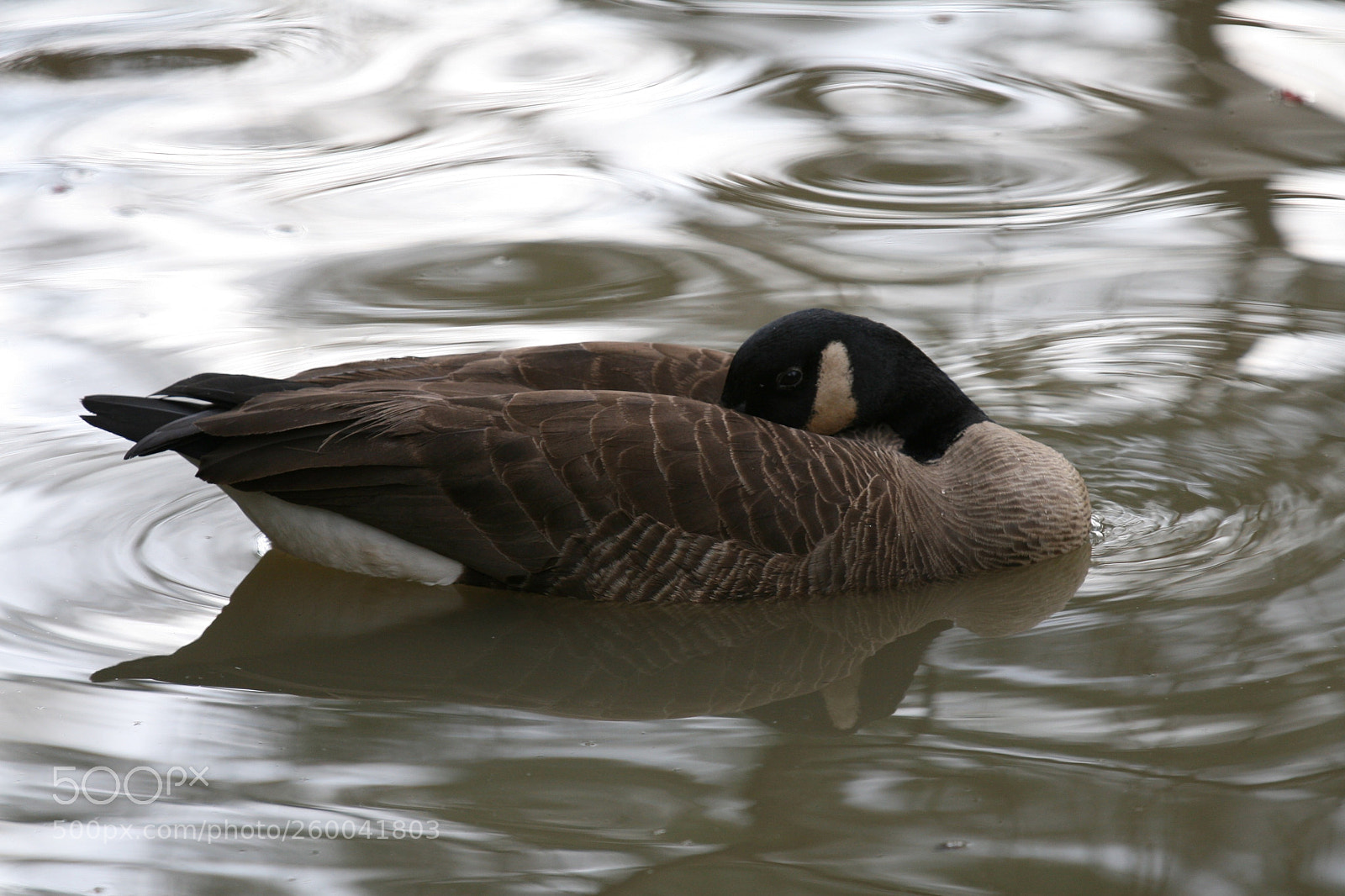 Canon EOS 30D sample photo. Img photography